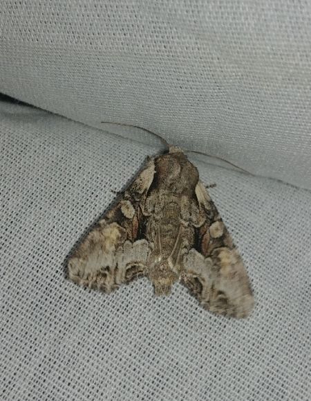 Lacanobia w-latinum 