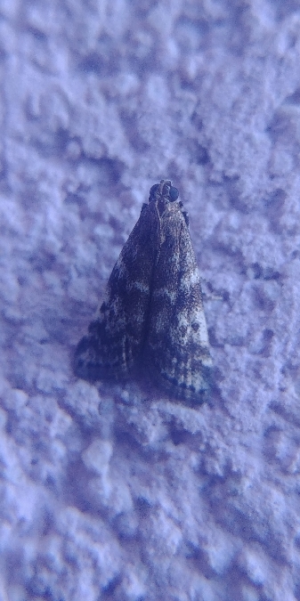 Assara terebrella 