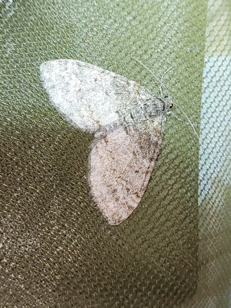 Lobophora halterata  - Thomas Lux