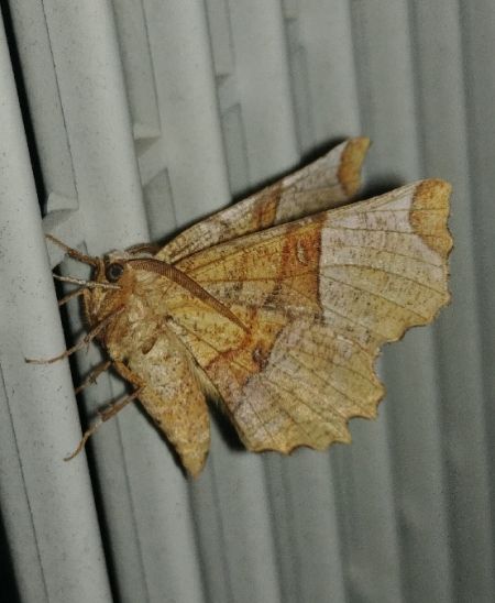 Selenia lunularia 