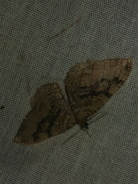 Hydria cervinalis 