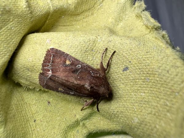 Noctuelle des potagers  - Melchior Viallet