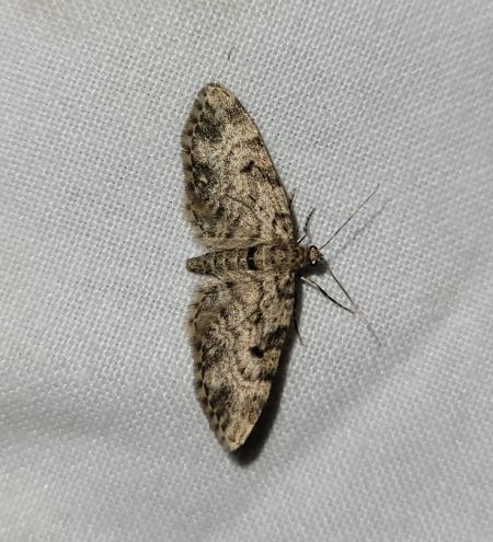Eupithecia tantillaria  - Thomas Lux