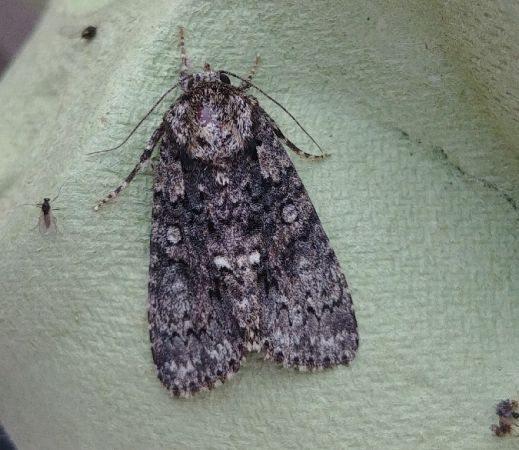 Noctuelle de la patience 