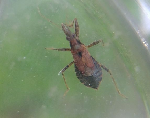 Himacerus mirmicoides 