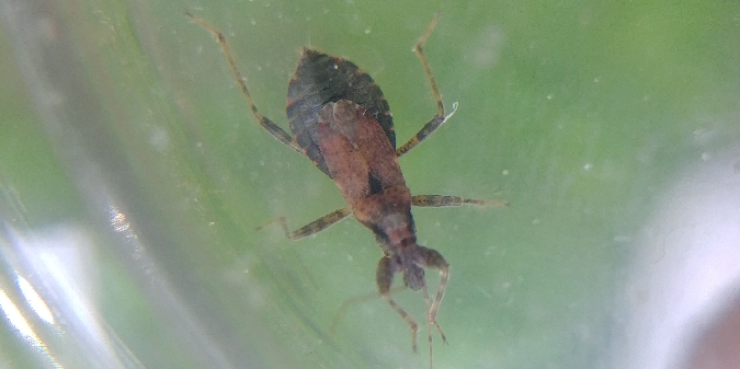Himacerus mirmicoides 