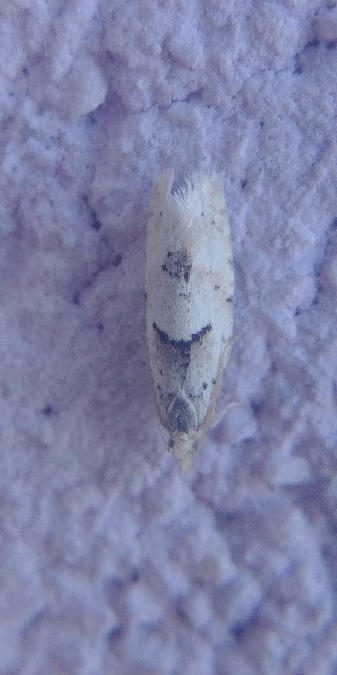 Epinotia bilunana 