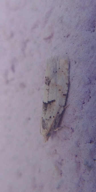 Epinotia bilunana 