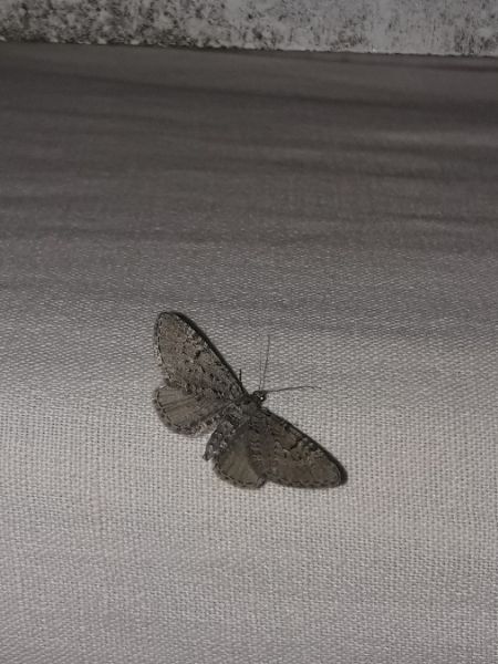 Eupithecia intricata  - Sylvain Lethuillier