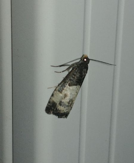 Notocelia cynosbatella 