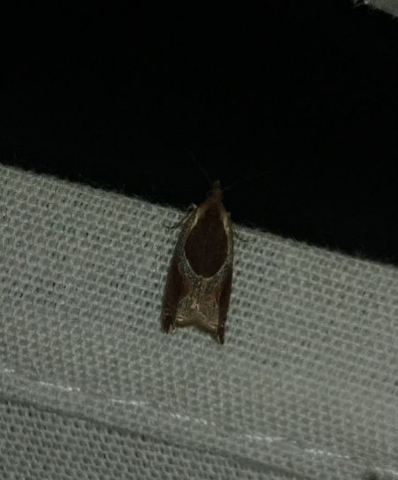 Ancylis unculana 