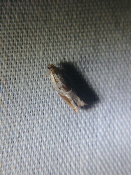 Ancylis unculana 
