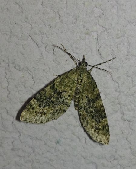 Acasis viretata 
