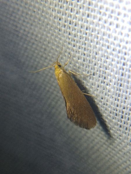 Crassa tinctella 
