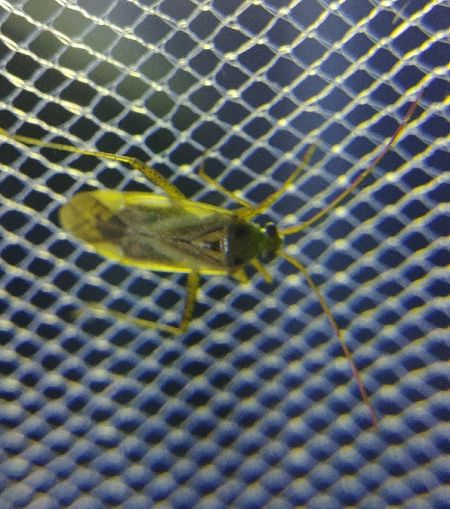 Adelphocoris lineolatus 