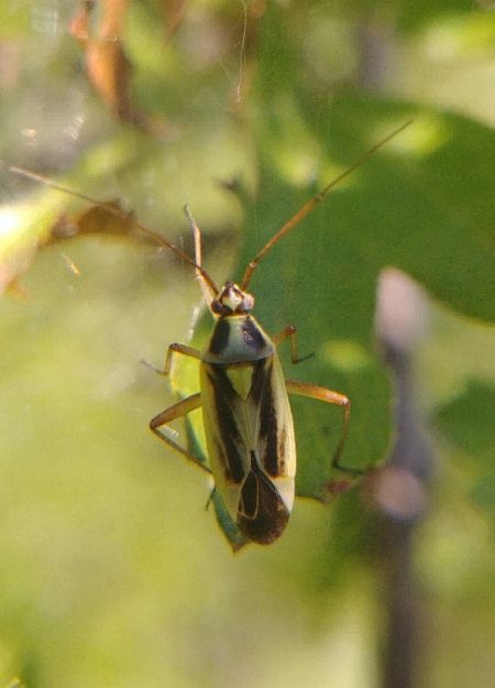 Stenotus binotatus 
