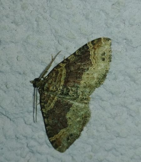 Xanthorhoe ferrugata 