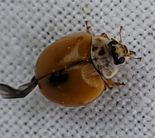 Coccinelle à dix points  - Thomas Lux