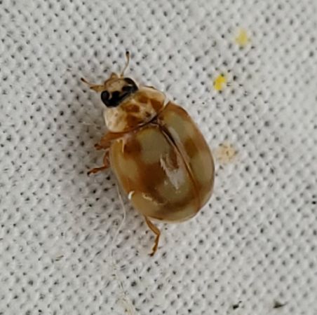 Coccinelle à dix points  - Thomas Lux