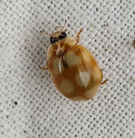 Coccinelle à dix points  - Thomas Lux