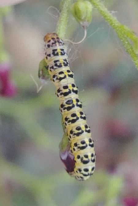 Cucullia caninae 