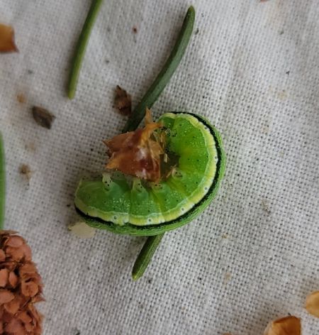 Orthosia gracilis  - Thomas Lux