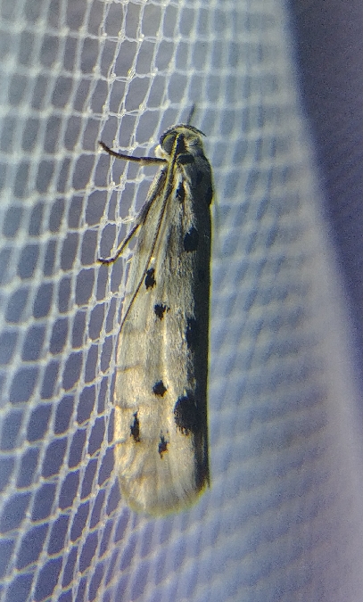 Ethmia dodecea 