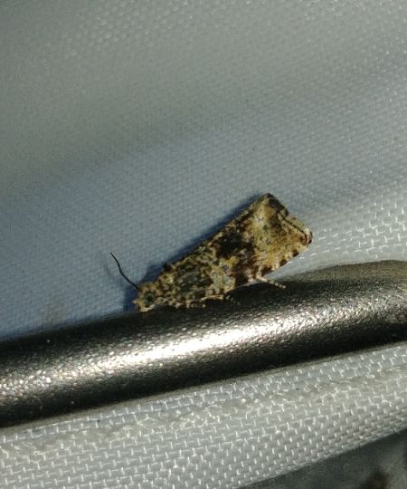 Celypha lacunana 