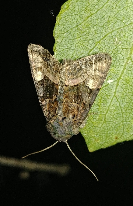 Euplexia lucipara 