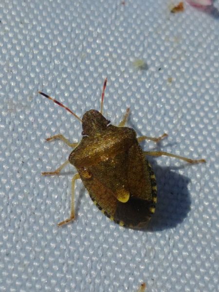 Peribalus strictus vernalis 