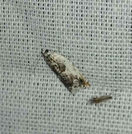 Epinotia subocellana 