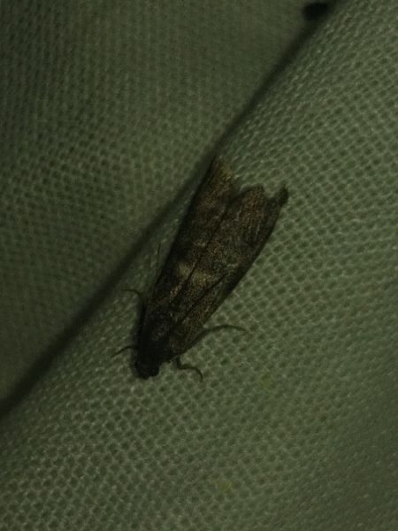 Apomyelois bistriatella 