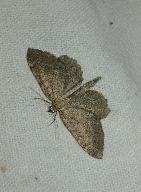 Philereme transversata 