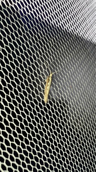 Plutella xylostella  - Melchior Viallet