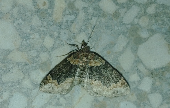 Xanthorhoe ferrugata 