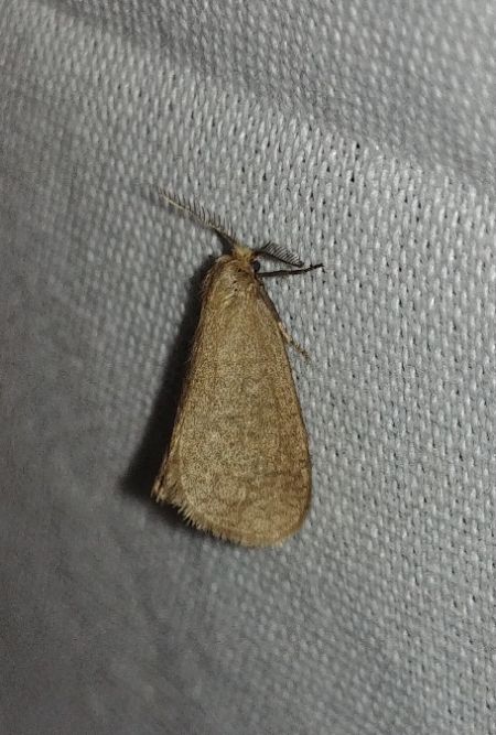 Bijugis bombycella 