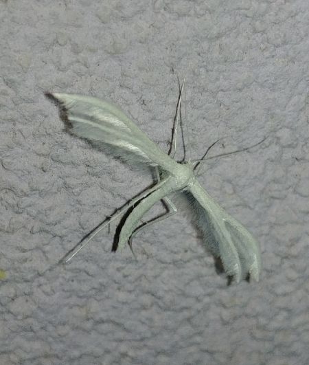 Ptérophore blanc 