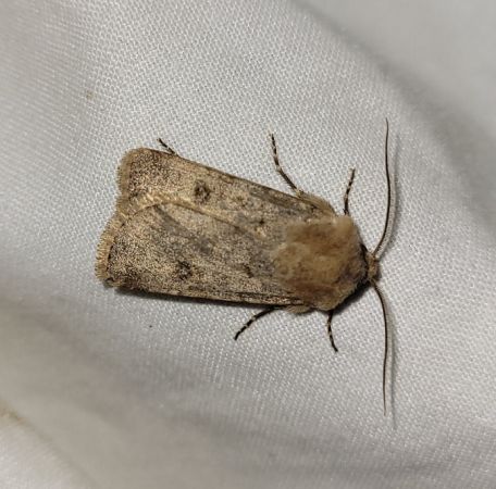 Agrotis cinerea  - Thomas Lux