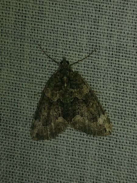 Chloroclysta siterata 