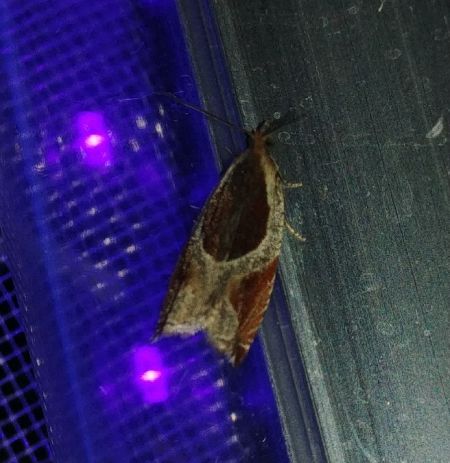 Ancylis unculana 