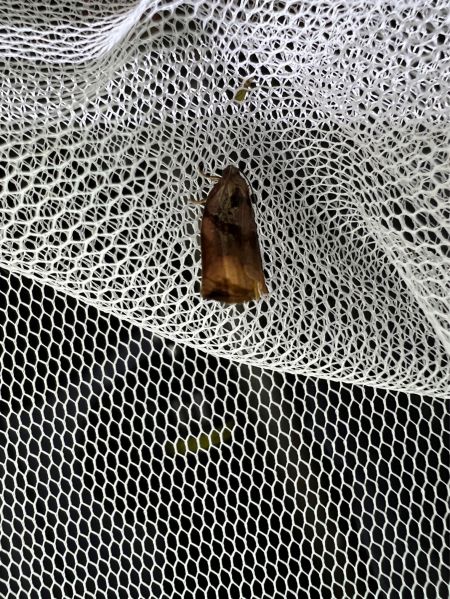 Archips podana  - Melchior Viallet