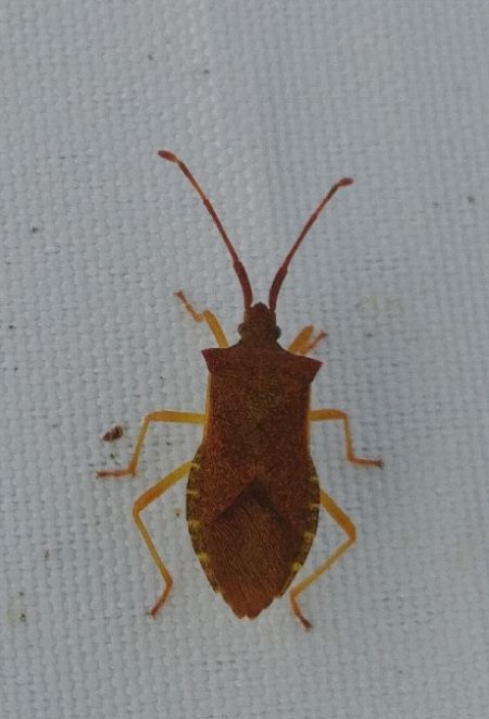 Gonocerus acuteangulatus 