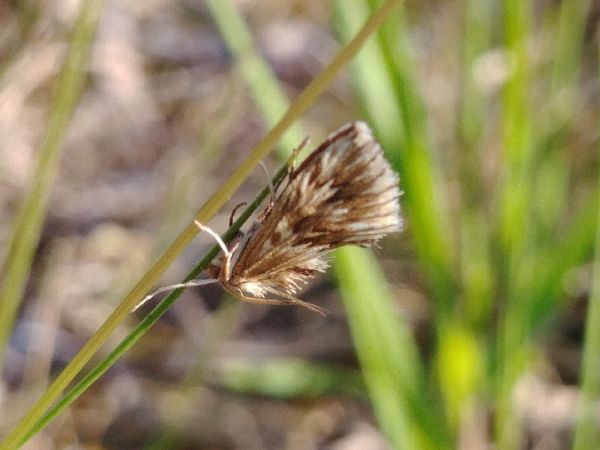 Cynaeda dentalis 