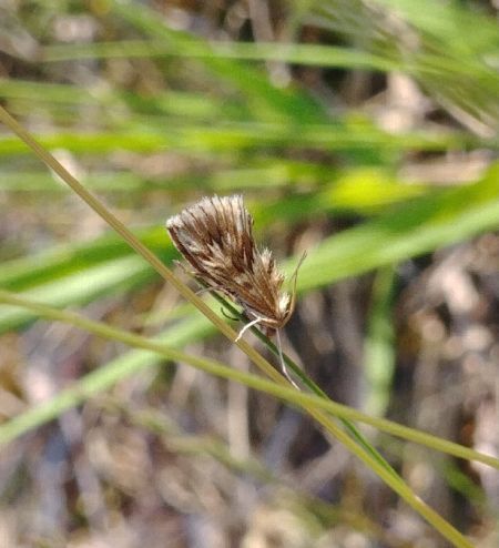Cynaeda dentalis 