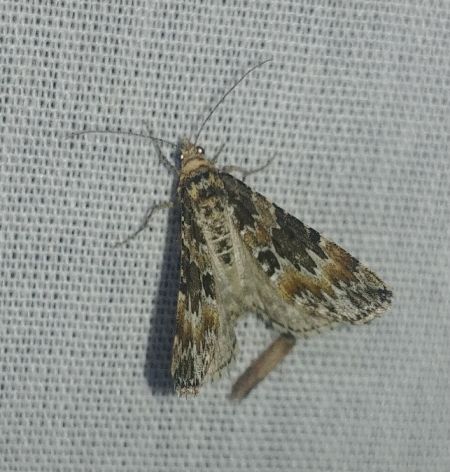 Electrophaes corylata 