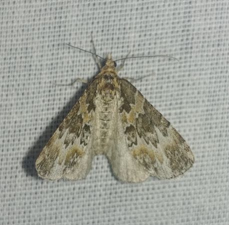 Electrophaes corylata 
