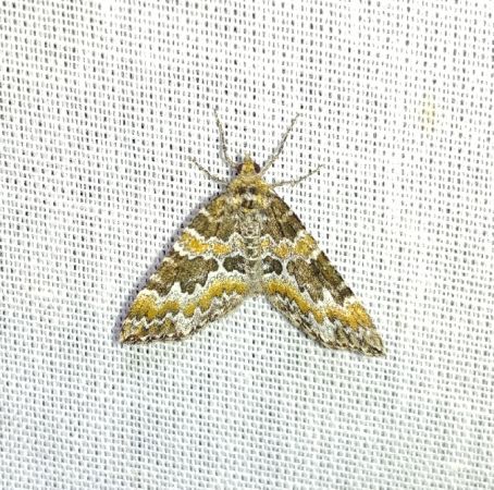 Electrophaes corylata 