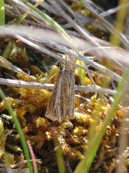 Crambus des champs 