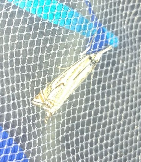 Crambus des pâturages 