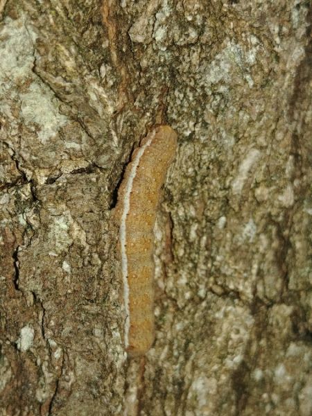 Agrochola helvola 